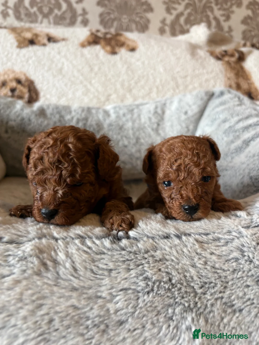 Cavapoo dogs for sale: Stunning exceptionally small fox red boy Cavapoos - Advert 1