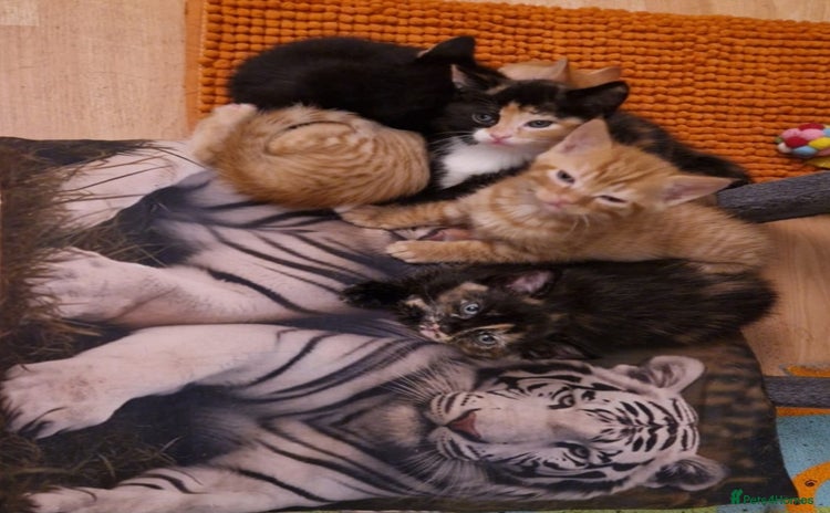 Domestic Shorthair cats - Advert 7