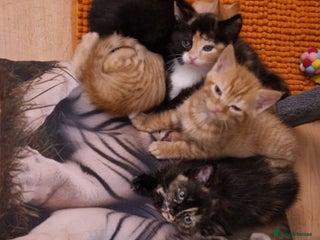 Domestic Shorthair cats - Advert 6