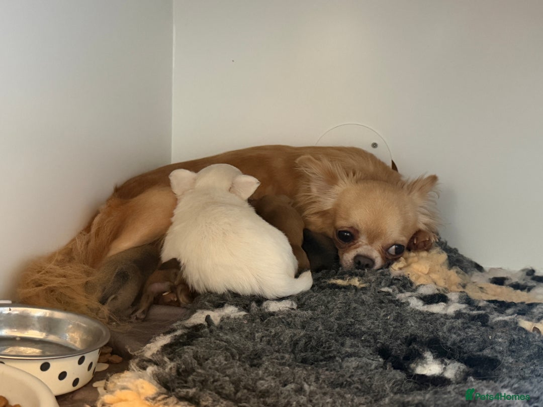 Chihuahua dogs for sale: 💙Beautiful long coat boy 💙  - Advert 2