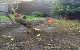 Chickens poultry for sale: For free urgent  - Advert 1