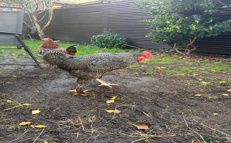 Chickens poultry For free urgent  - Advert 1