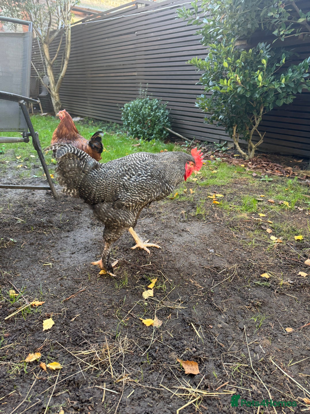 Chickens poultry for sale: For free urgent  - Advert 1