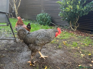 Chickens poultry for sale: For free urgent - Advert 1