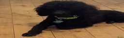 Cockapoo dogs for stud: 🖤 Apollo - Beautiful Stud 🖤  - Advert 3