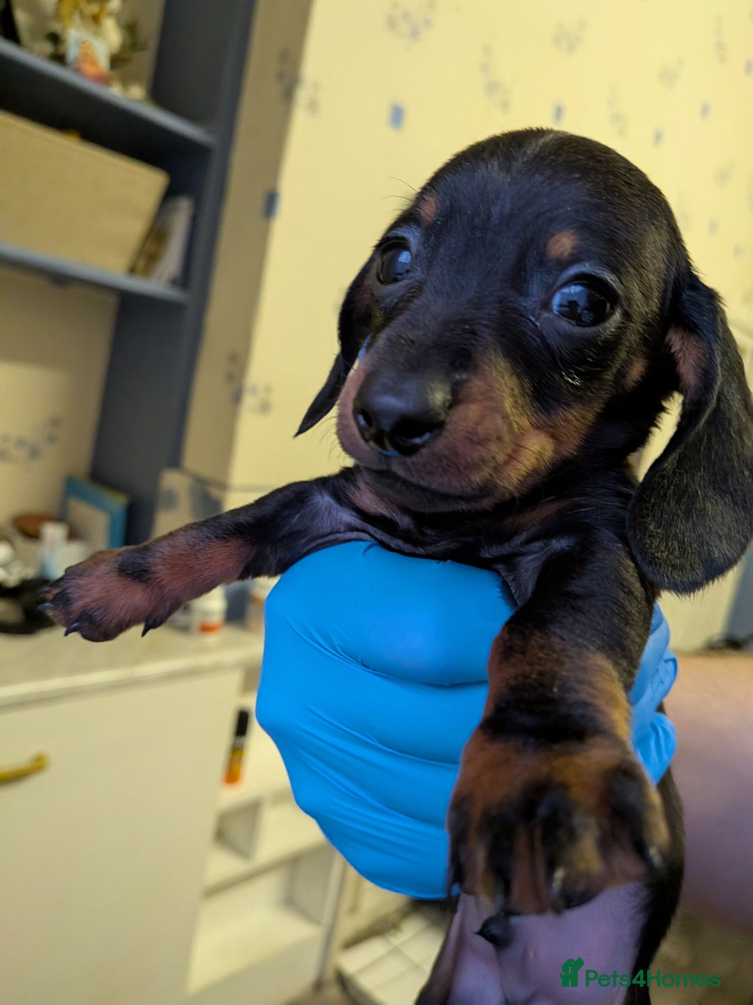 Dachshund dogs for sale: Burnley - Advert 1