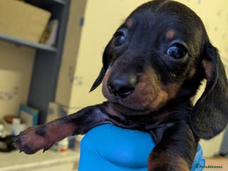 Dachshund dogs Burnley - Advert 1