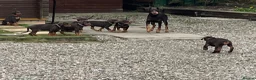Dobermann dogs for sale: European Doberman puppies kc reg  - Advert 2