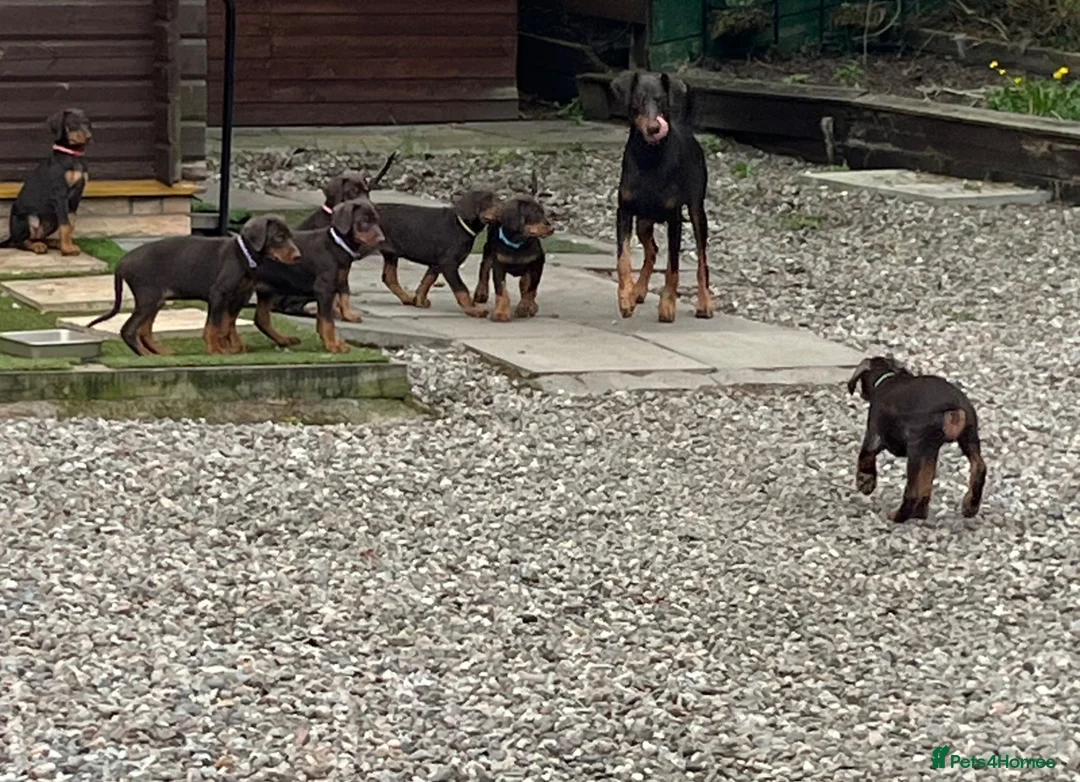 Dobermann dogs for sale: European Doberman puppies kc reg  - Advert 2