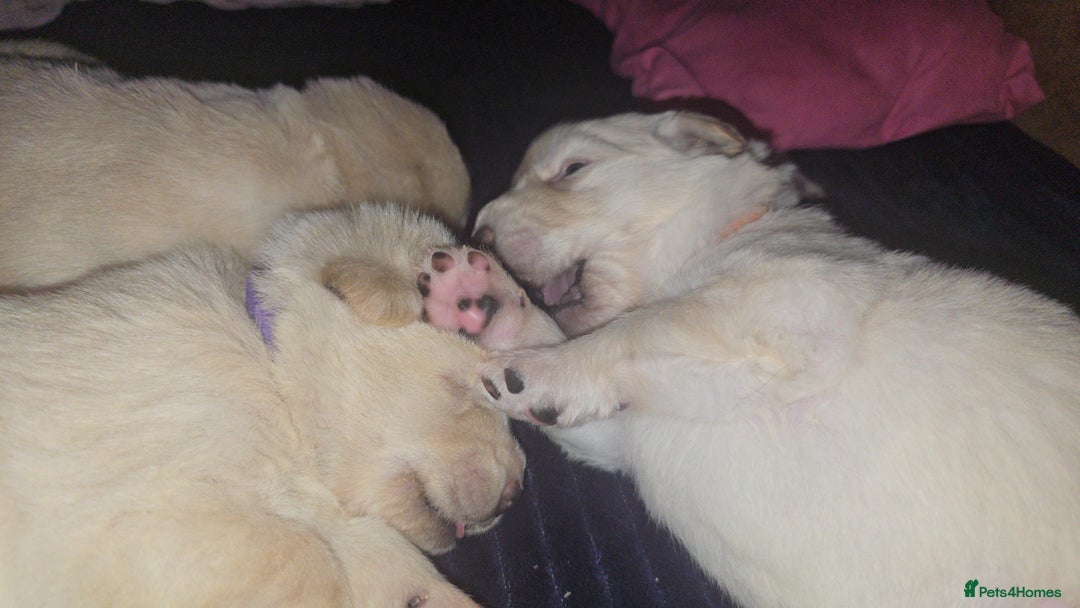 Mixed Breed dogs for sale: Ethically Raised German Shepherd x Lab Puppies - Advert 2
