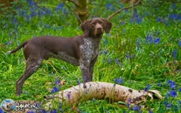 German Shorthaired Pointer dogs for sale: GSP puppies for sale - Image 4