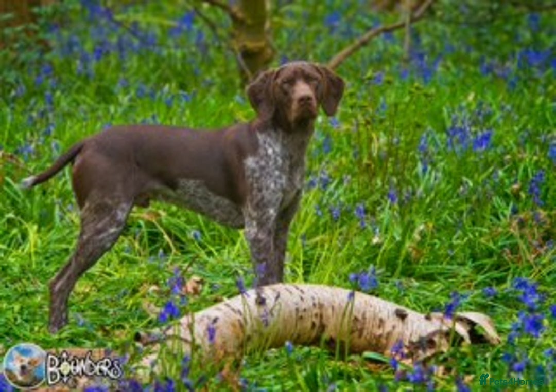 German Shorthaired Pointer dogs for sale: GSP puppies for sale - Image 4