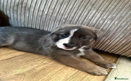 Mixed Breed dogs for sale: Beautiful German Shepherd cross puppies  - Advert 10