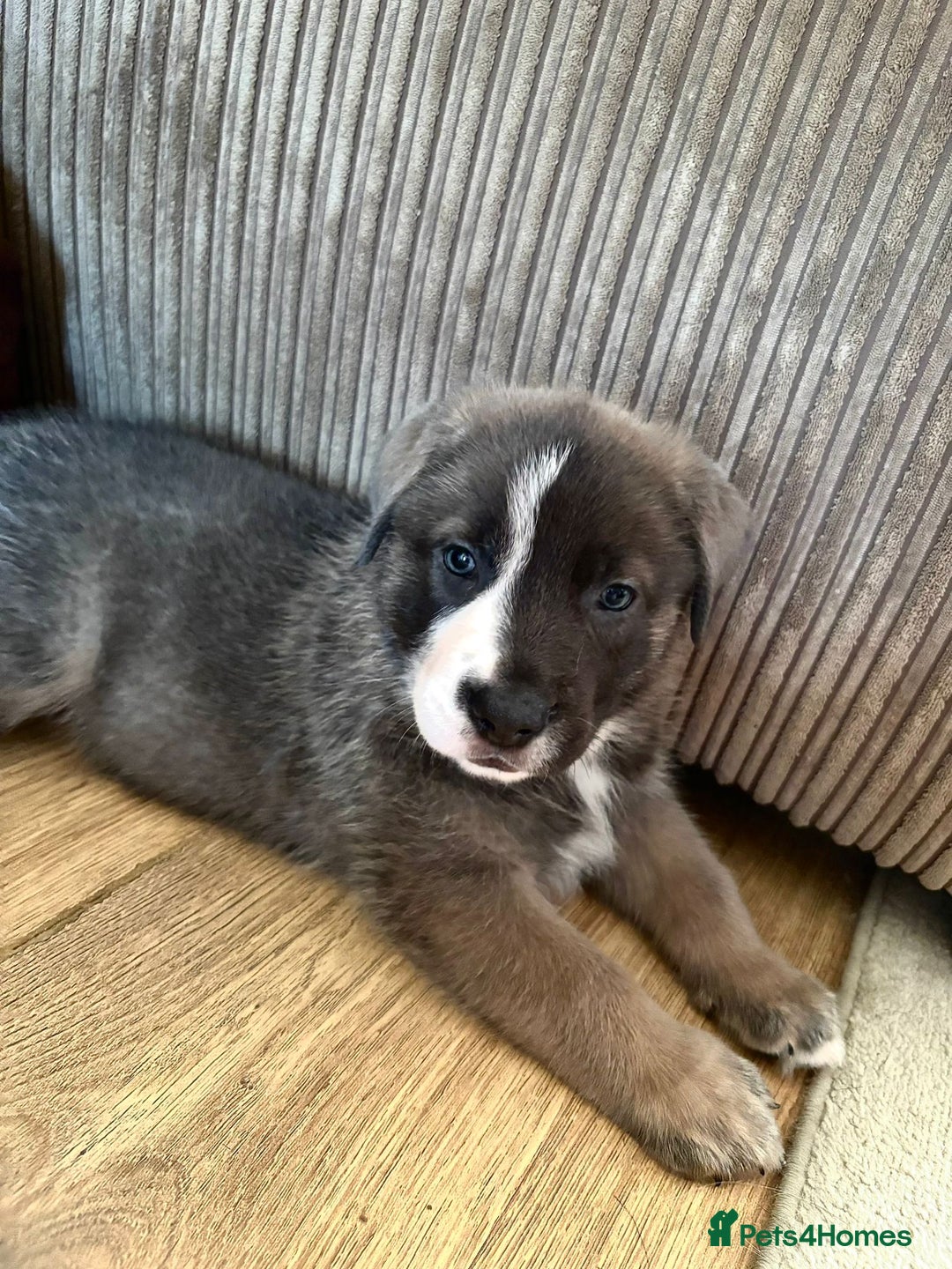 Mixed Breed dogs for sale: Beautiful German Shepherd cross puppies  - Advert 10
