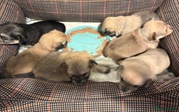 Chiweenie dogs for sale: 6 Beautiful Chiweenie Puppies *Reduced* - Advert 19