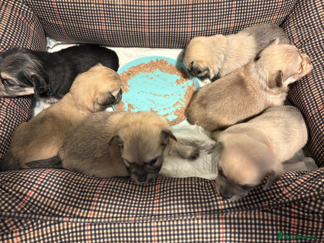 Chiweenie dogs for sale: 6 Beautiful Chiweenie Puppies *Reduced* - Advert 19