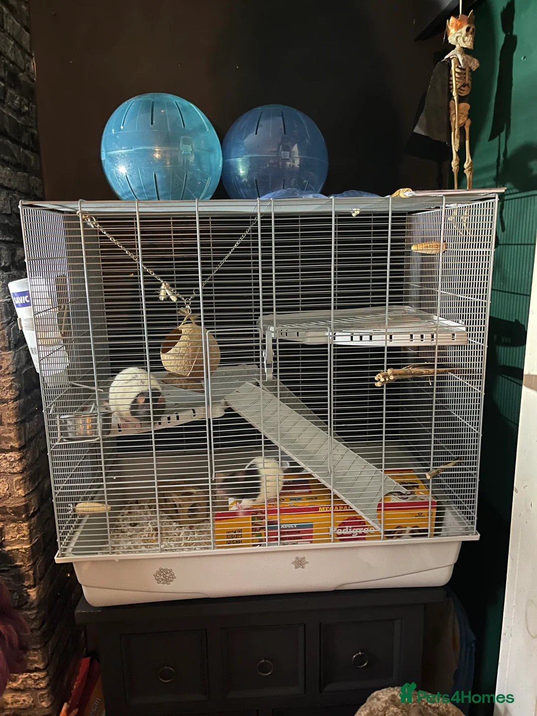 Rat rodents for sale: 2 friendly male rats for sale :) in Crewe - Advert 7