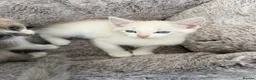 Ragdoll cats for sale: Full Ragdoll Kittens - Ready now Mink - Advert 3