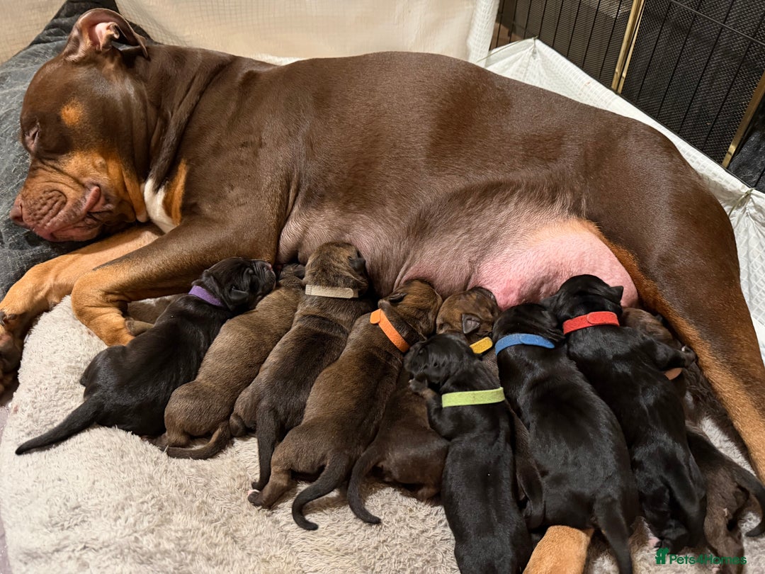 Mixed Breed dogs for sale: Beautiful Home- Reared Puppies!  - Advert 32