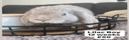 Mini Lop rabbits for sale: 🐰 Beautiful Bunny’s 🐰  - Advert 13