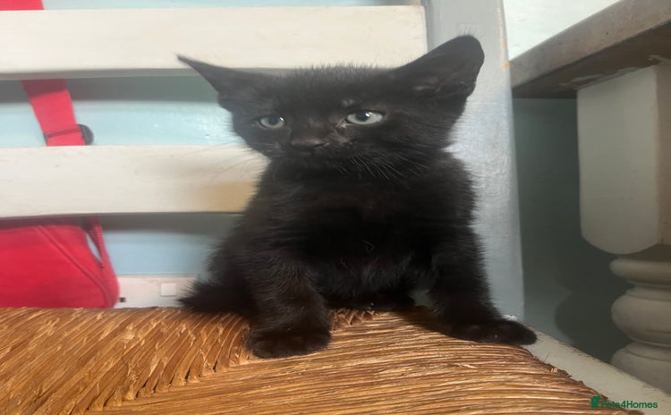 Mixed Breed cats - Advert 4