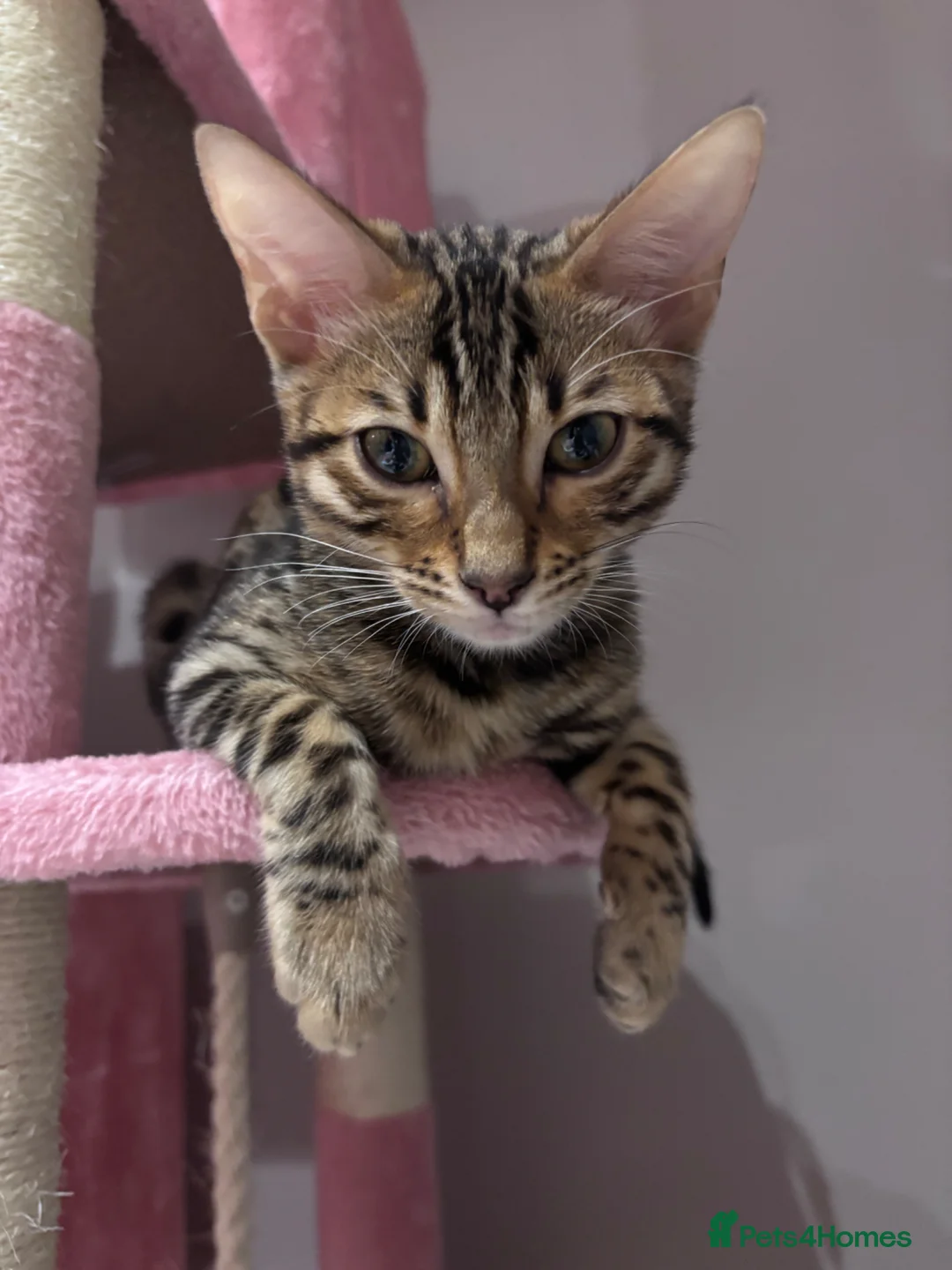 Bengal cats for sale: Fifi the flower-tot - 4 months old  in London - Advert 2