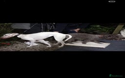 Bedlington Terrier dogs for stud: Bedlington for stud  in Chesterfield - Image 5
