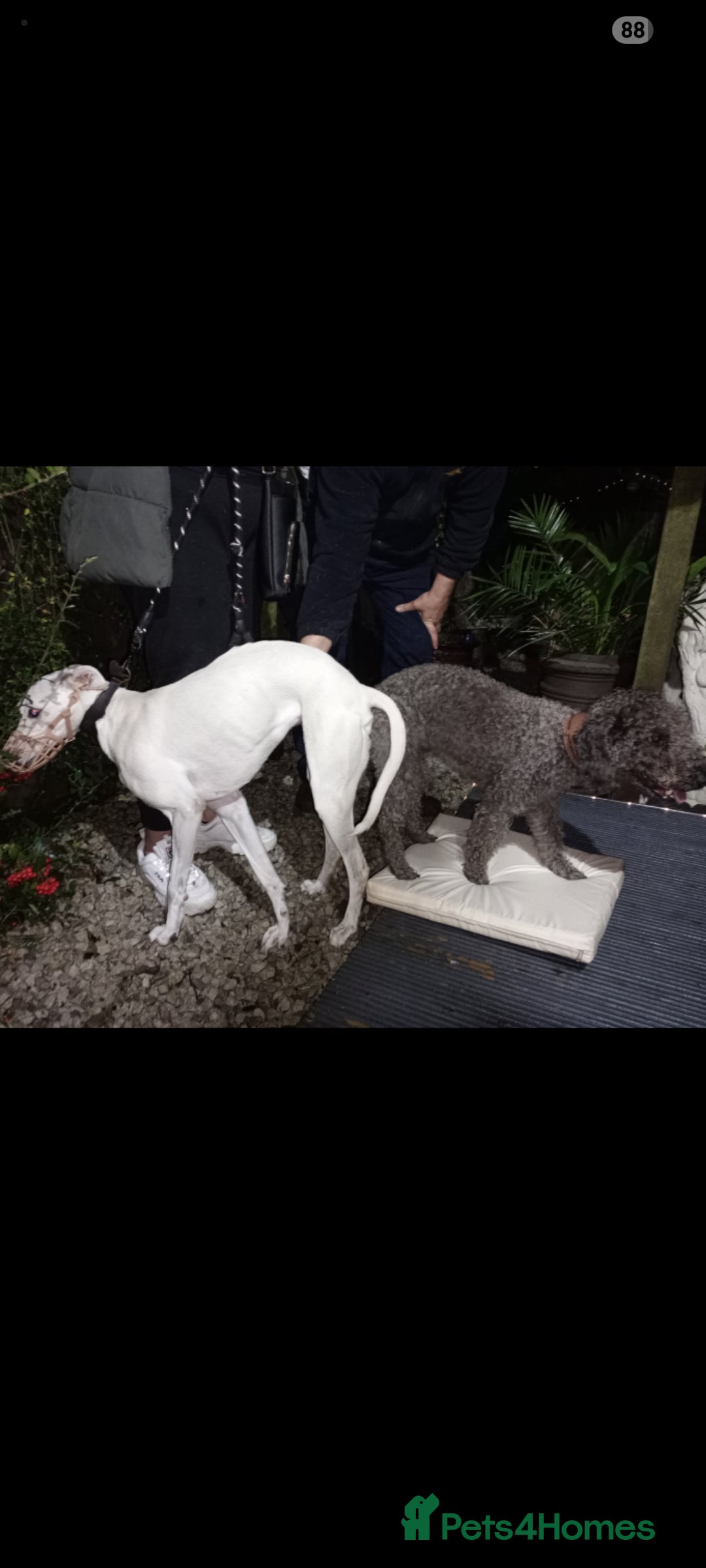 Bedlington Terrier dogs for stud: Bedlington for stud  in Chesterfield - Image 5