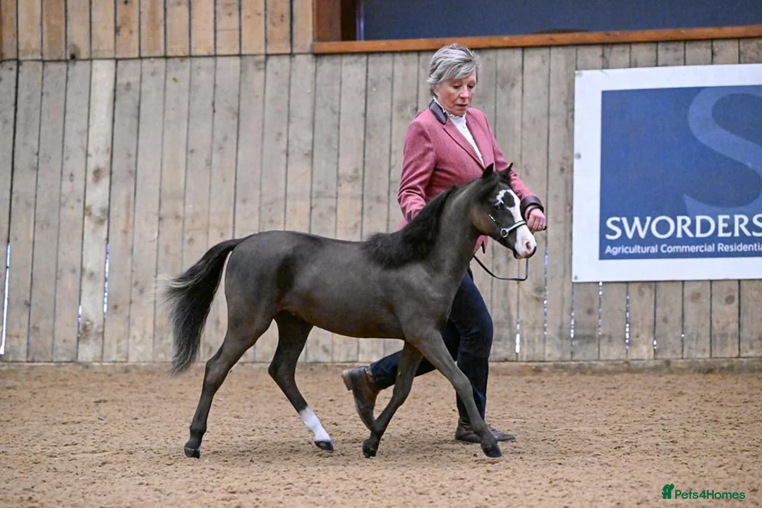 Other Breed horses for sale: AMHR American miniature  - Advert 2