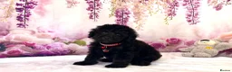 Miniature Poodle dogs for sale: 🌟Stunning Mini Poodles🌟CHAMPION LINES, DNA CLEAR - Advert 6