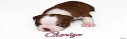 Boston Terrier dogs for sale: KC registered Boston Terrier Puppies  in Swanage - Advert 25