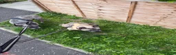 French Bulldog dogs for stud: Dog for stud in Edinburgh - Advert 8