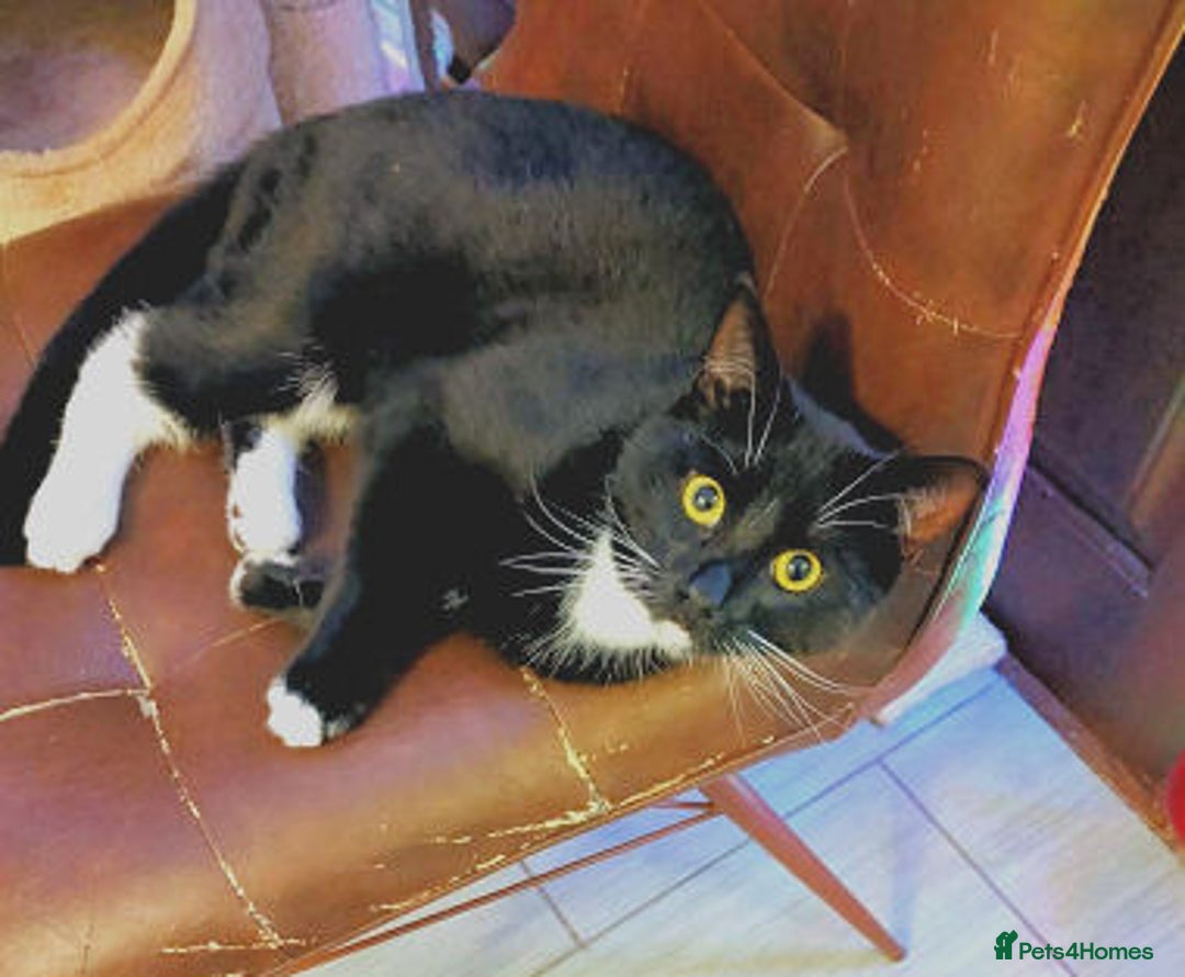 Mixed Breed cats for adoption: BASIL - Advert 1