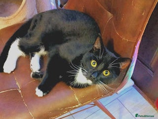 Mixed Breed cats BASIL - Advert 3