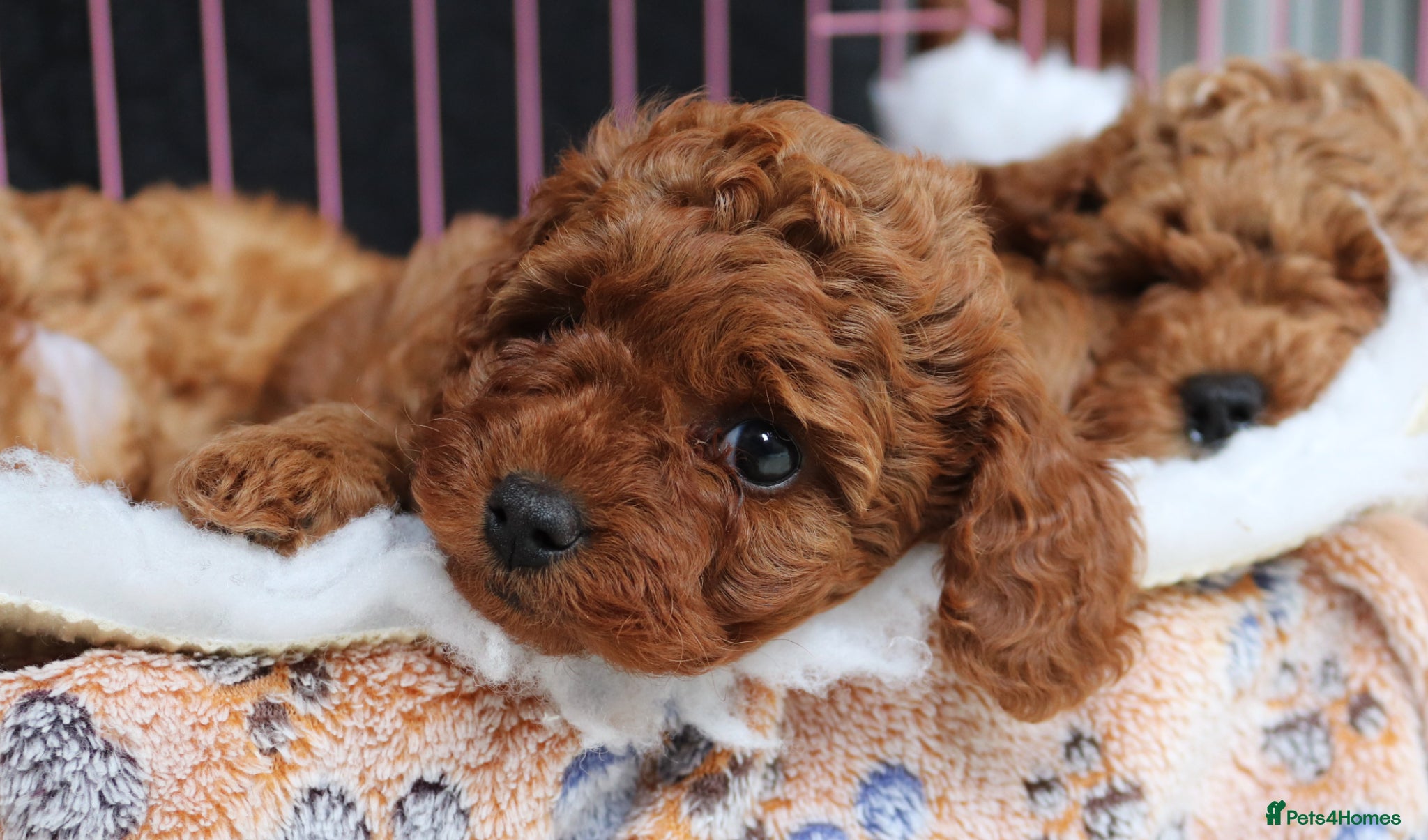 Cavapoo dogs Quality, Red, Low-Shedding Toy Cavapoo Puppies - Advert 1