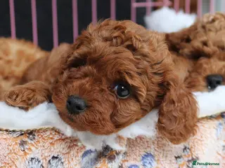 Cavapoo dogs Quality, Red, Low-Shedding Toy Cavapoo Puppies - Advert 1