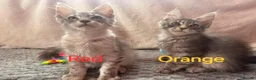 Maine Coon cats for sale: Maine Coon Kittens 🌟Tica Registered  - Advert 11