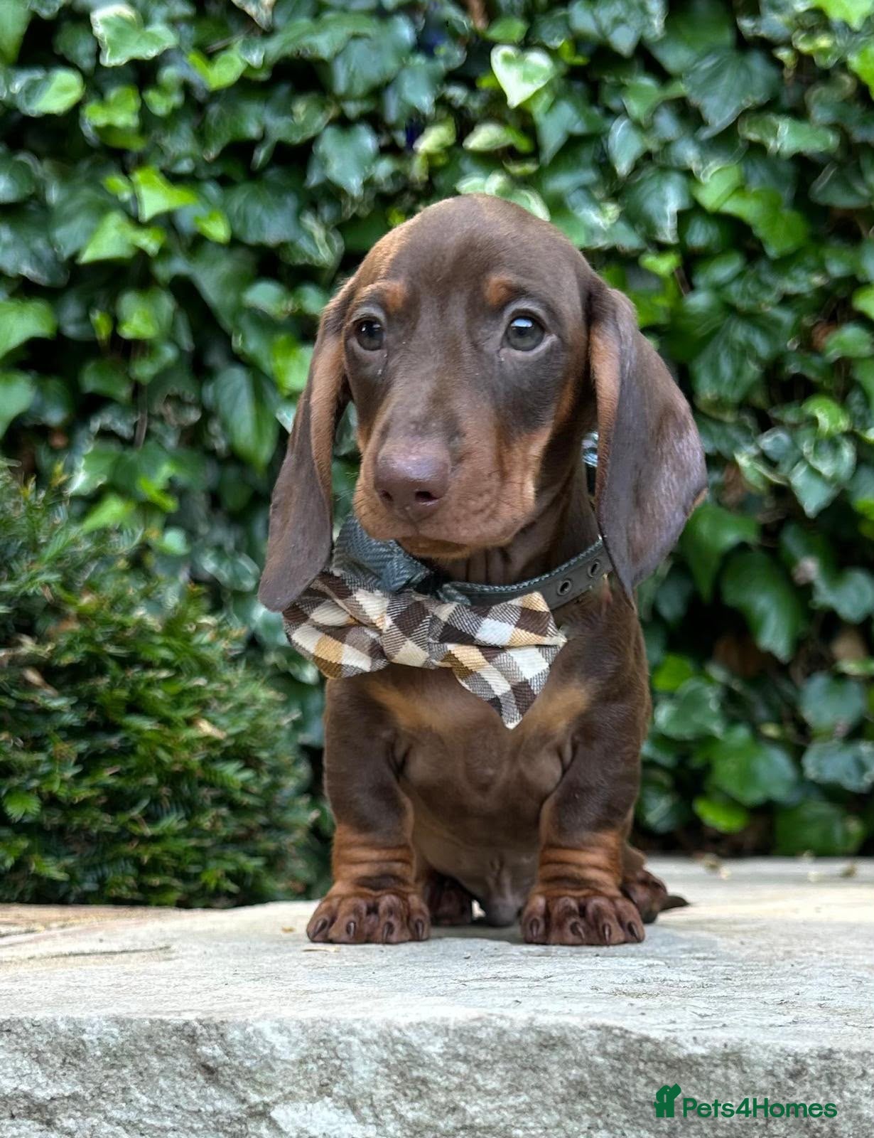 Miniature Dachshund dogs READY NOW STUNNING KC MINI DACHSHUNDS - Advert 1