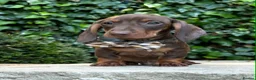 Miniature Dachshund dogs for sale: 3 LEFT! READY NOW STUNNING MINI DACHSHUNDS - Advert 6