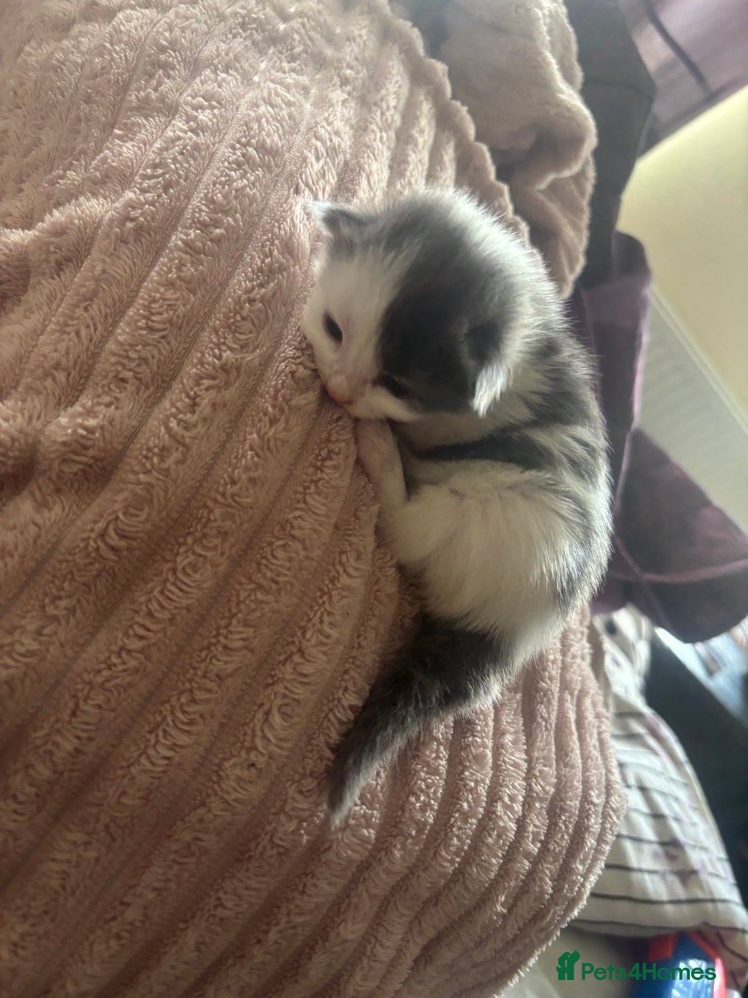 Mixed Breed cats for sale: Kittens - Image 5