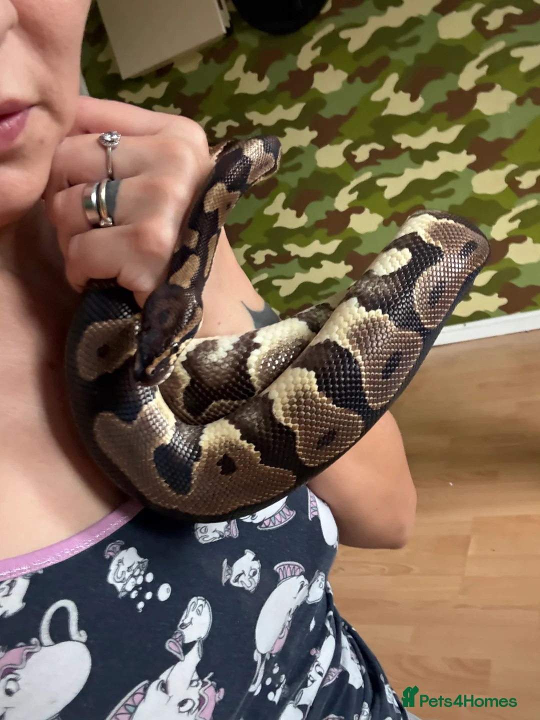 Python Snake reptiles for sale: Leopard male royal python and Viv   - Advert 4