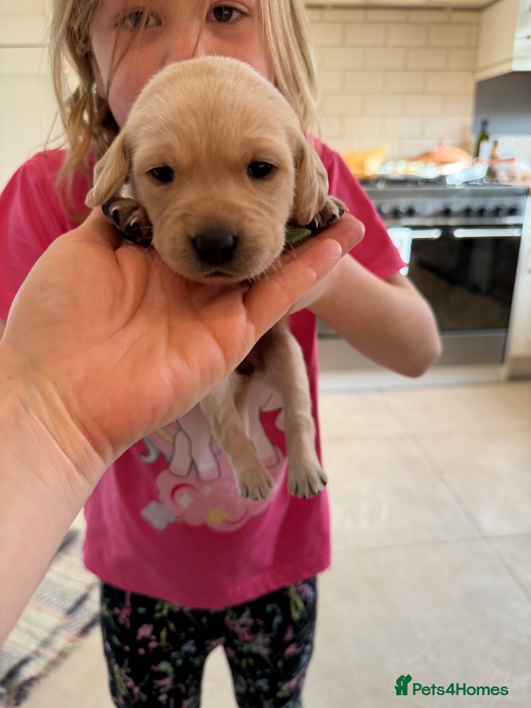 Labrador Retriever dogs for sale: Only 2 golden girls left! Ready for forever homes! - Advert 19