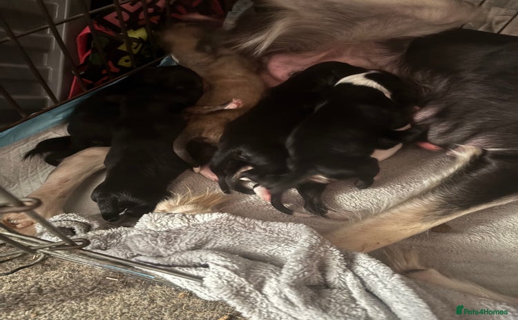 Mixed Breed dogs - Advert 4