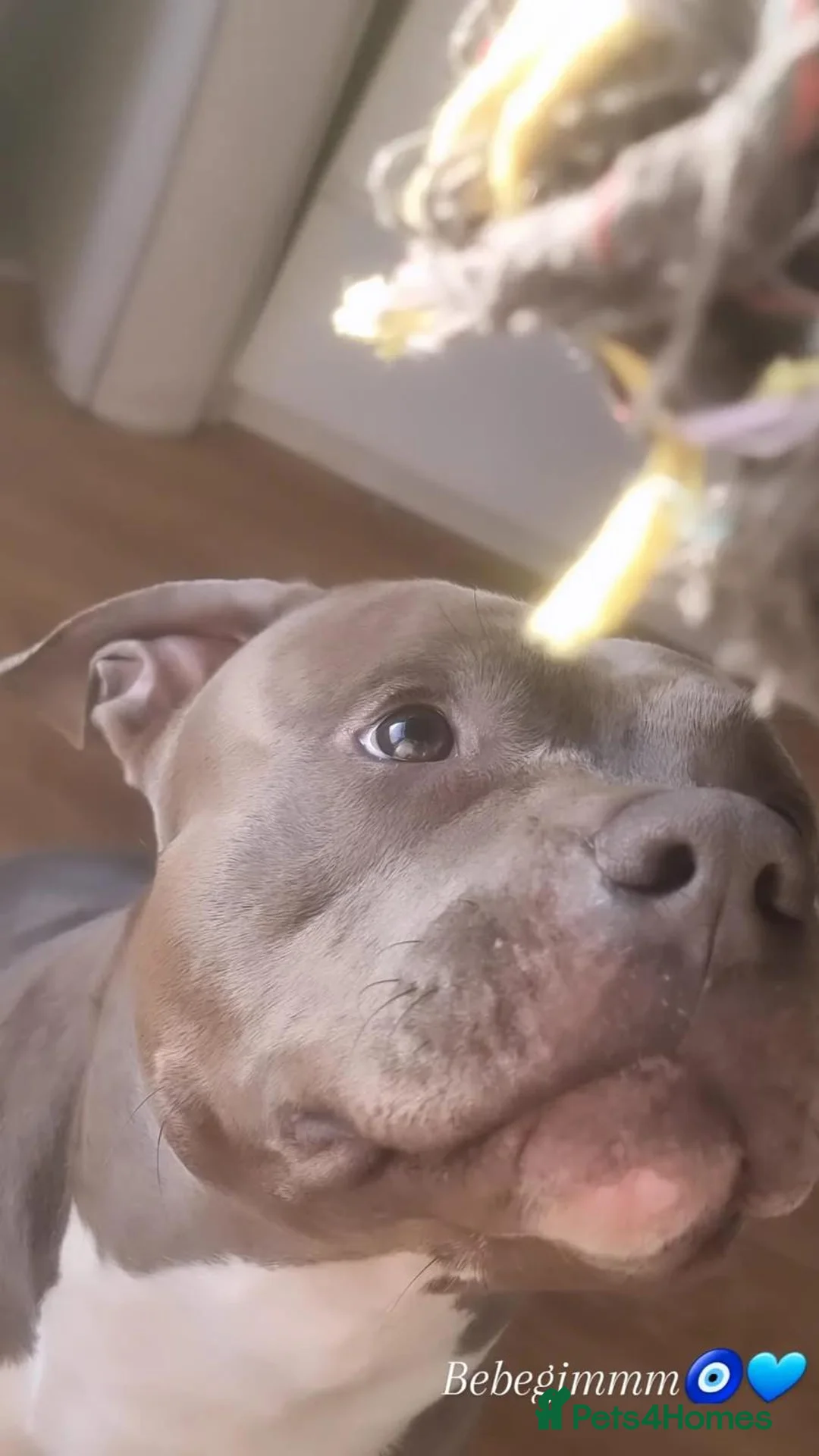 Staffordshire Bull Terrier dogs for stud: Staffordshire bull terrier male - Advert 4