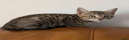 Bengal cats for sale: Adorable friendly Bengal kittens ready now!! - Advert 30