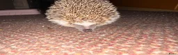 Pygmy Hedgehog rodents for sale: Breeding Pair Pygmy Hedgehogs Emergency Rehoming - Advert 5