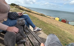 Scottish Fold cats for sale: Stunning Boy Scottish Fold Kitten in Herne Bay - Image 15