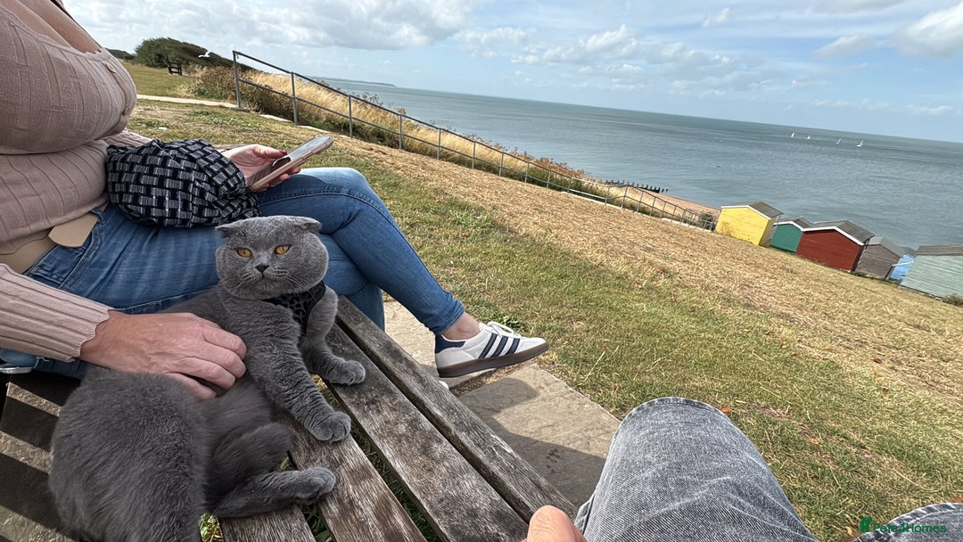 Scottish Fold cats for sale: Stunning Boy Scottish Fold Kitten in Herne Bay - Image 15