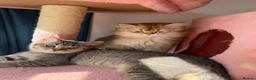 British Longhair cats for sale: WHITE KITTEN COLORPOINT VACCINATED READY FOR HOME - Advert 23