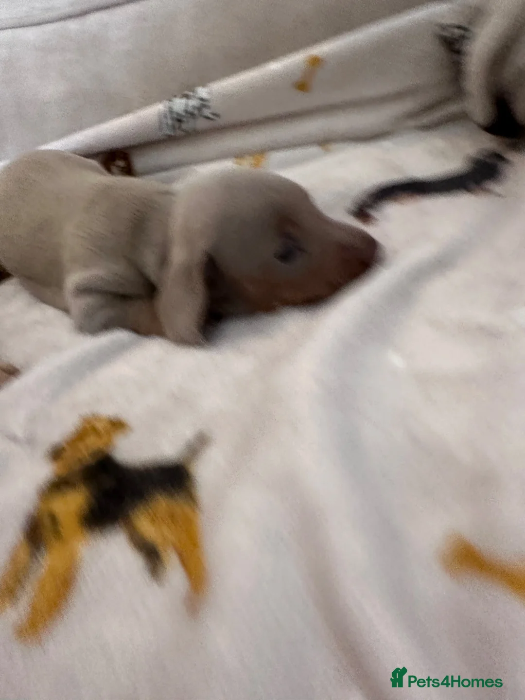 Miniature Dachshund dogs for sale: Little sister and brother 💙❤️  - Advert 2
